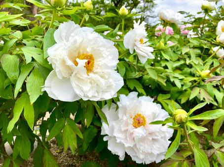 ボタンの花 白 ボタンの花 白 牡丹,ボタン,ぼたんの写真素材