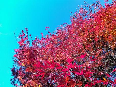 紅葉 紅葉,空,木漏れ日の写真素材