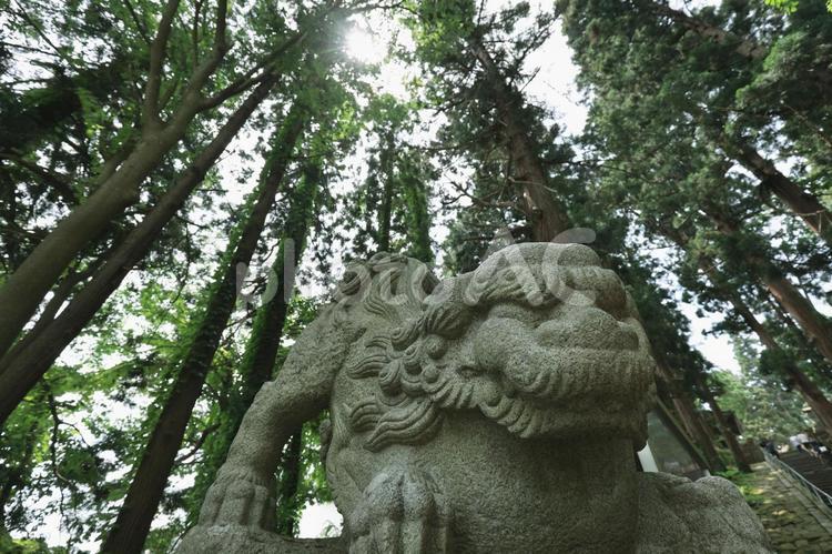 狛犬のクローズアップ（向かって左） 狛犬,神社,木の写真素材