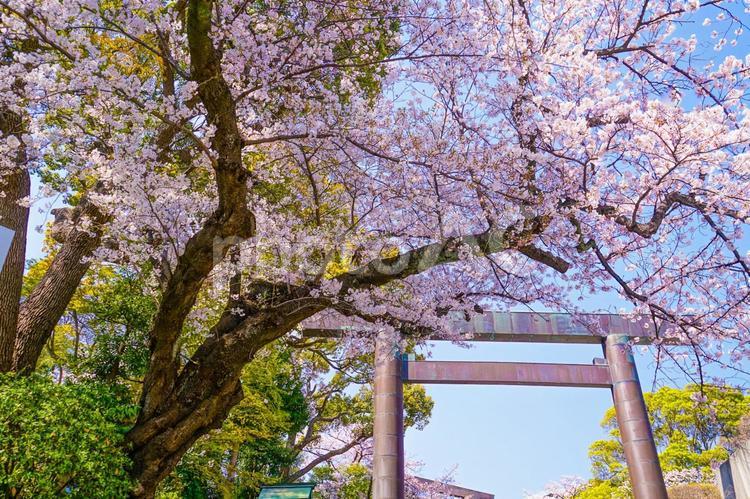 神社の飾りと桜 青空,神社,春の写真素材