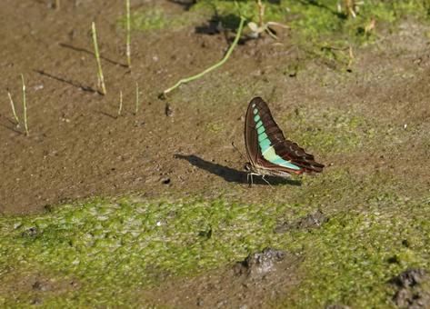 アオスジアゲハの吸水 アオスジアゲハ,アゲハチョウ,吸水の写真素材
