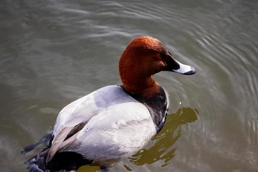 ホシハジロ⑻の写真