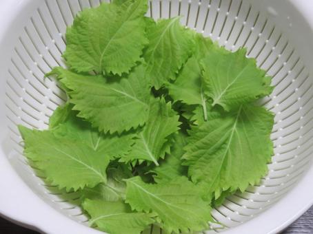 Big Leaf, JPG Big Leaf, JPG