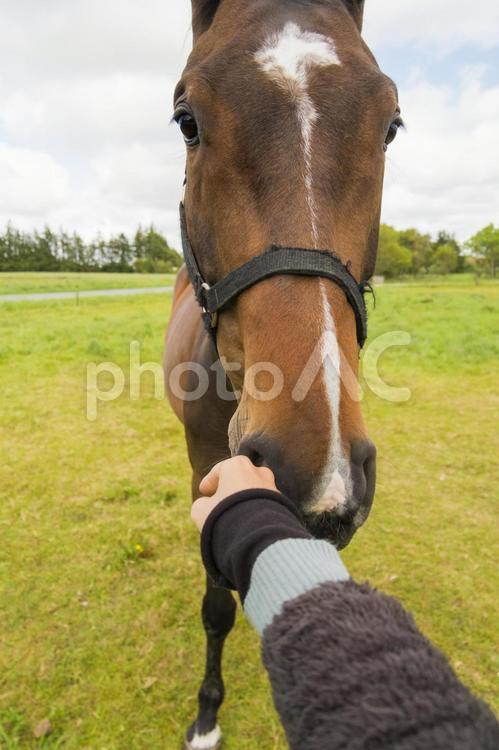 デンマークの大きな馬 馬,家畜,放牧の写真素材