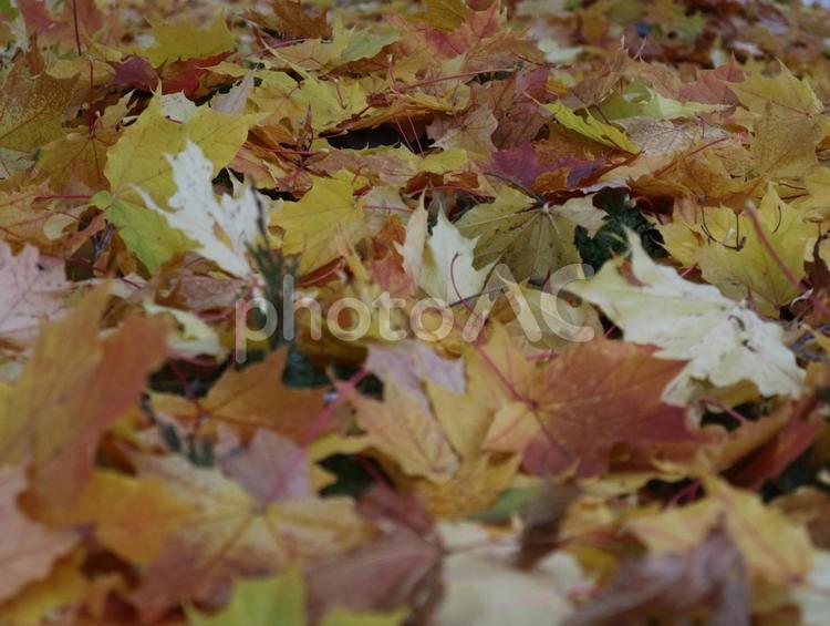 カナダのカラフルな落ち葉の絨毯（アップ） 落ち葉,紅葉,秋の写真素材