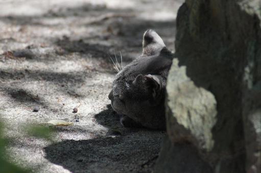 ねこ にゃんこ,可愛い,野良猫の写真素材
