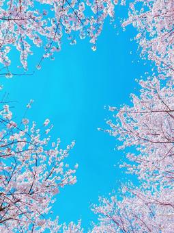 青空に映える桜の花 青空に映える桜の花の写真