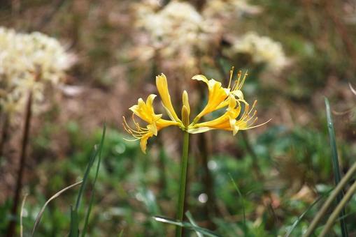 [Flower photo] Scenery of blooming red spider lilies, JPG