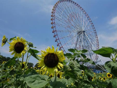 ひまわりと観覧車 ひまわりと観覧車 ひまわり,観覧車,ひまわり畑の写真素材
