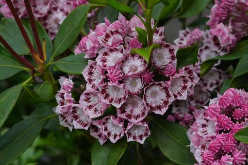 カルミア(アメリカシャクナゲ) カルミア(アメリカシャクナゲ) カルミア,アメリカシャクナゲ,春の花の写真素材