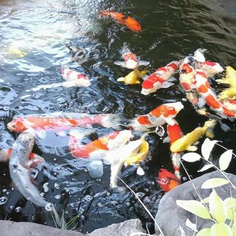 泳ぐ宝石錦鯉 泳ぐ宝石錦鯉 鯉,錦鯉,泳ぐの写真素材