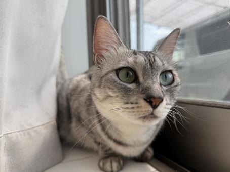 外をながめるネコ 猫,サバトラ,牝猫の写真素材