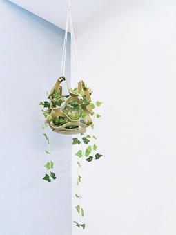 インテリア　ハンギングプランター　縦位置 インテリア,ハンギングプランター,観葉植物の写真素材