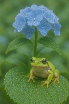 雨上がりのアマガエルと紫陽花の写真