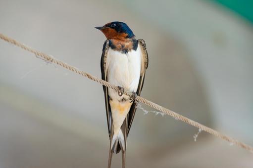 潮来の駅で憩うツバメ ツバメ,鳥,動物の写真素材
