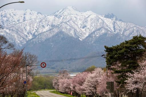 エゾヤマザクラの並木道と雪化粧の芦別岳 雪化粧,芦別岳,桜公園の写真素材