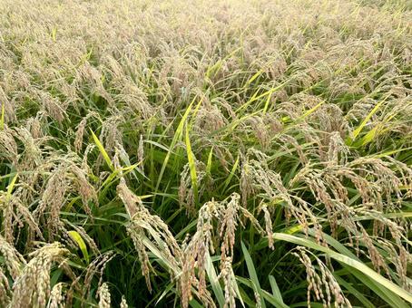 実った田んぼの写真