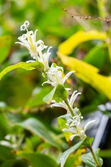 ホトトギス⑹ ホトトギス⑹ 花,ホトトギス,シロバナホトトギスの写真素材