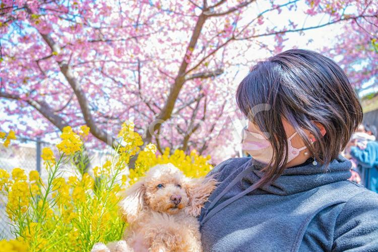 菜の花と桜の花見(その２) 花見,愛犬家,桜の写真素材