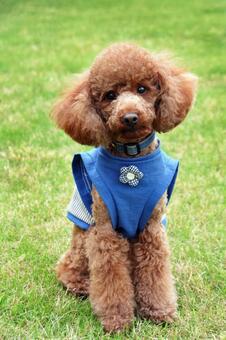 公園の芝生でお座りをするトイプードル トイプードル,動物,哺乳類の写真素材