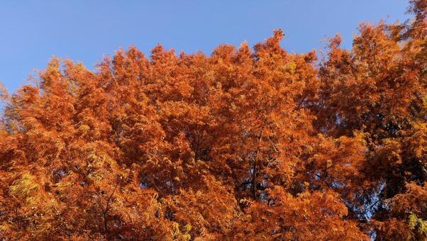 燃えるような紅葉 紅葉,メタセコイア,秋の写真素材