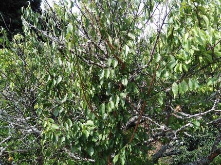 A tree that seems to wither, wood, leaf, natural, JPG