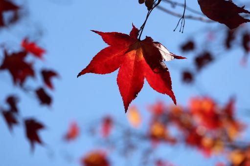 もみじの写真
