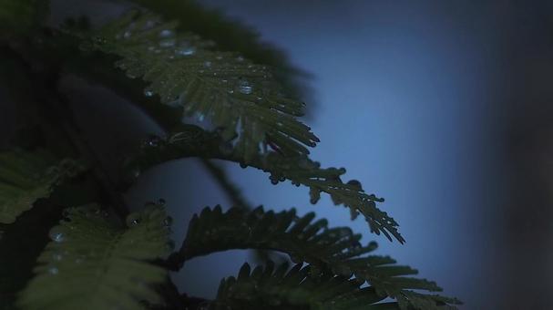 Rainy season, fern leaves wet with rain, JPG Rainy season, fern leaves wet with rain, JPG