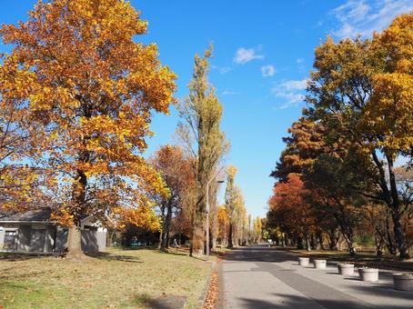 秋の水元公園・ポプラ並木道の紅葉・葛飾区 秋,水元公園,紅葉の写真素材