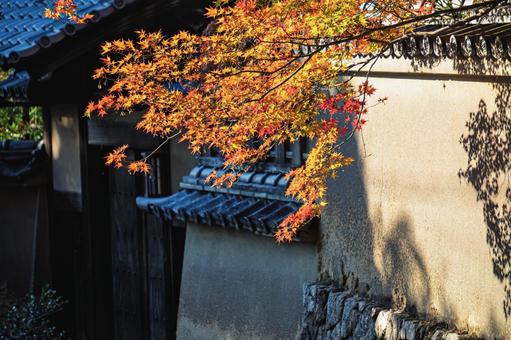 京都にある赤山禅院参道沿いの紅葉 京都,修学院道,紅葉の写真素材