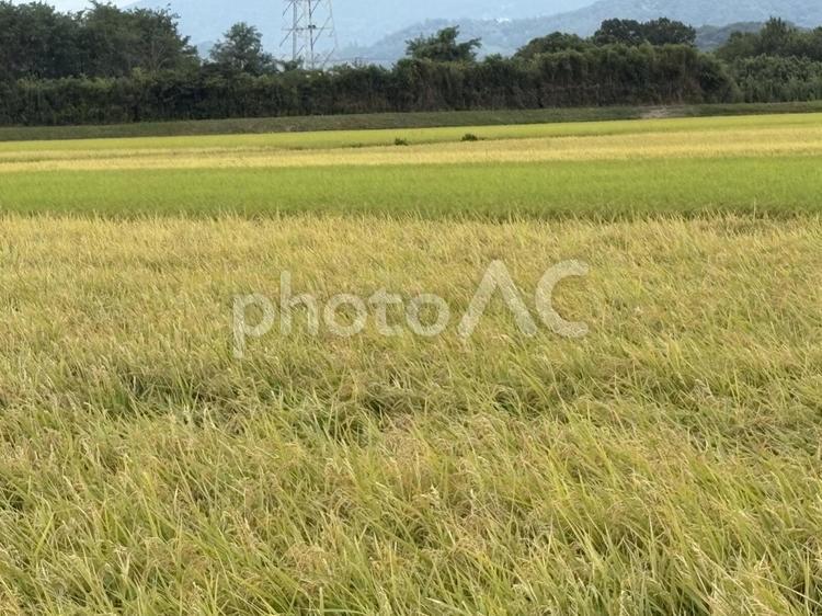 刈り取り直前の稲穂 穀物,イネ目,米の写真素材