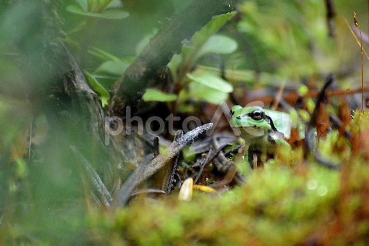 苔の中のアマガエル 早秋,アマガエル,苔の写真素材