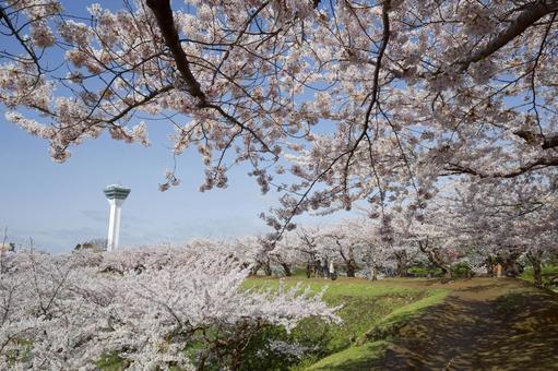 五稜郭公園の桜 桜,五稜郭タワー,さくらの写真素材