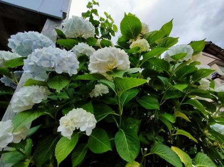 アジサイの写真