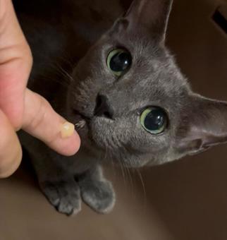 猫 猫の写真