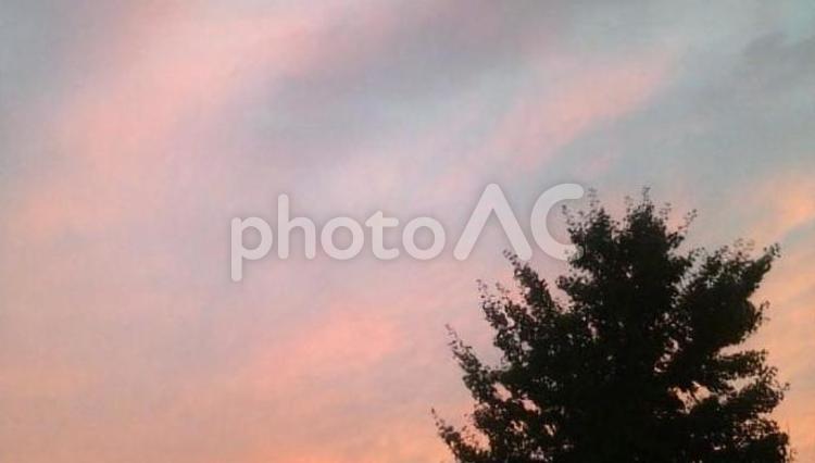 夕焼け木 夕焼け空,木,風景の写真素材
