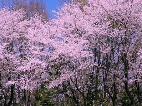 Cherry blossoms and blue sky, JPG