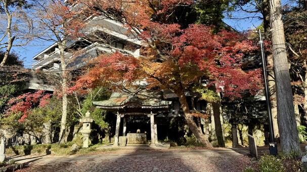 紅葉樹 紅葉,秋,秋の訪れの写真素材