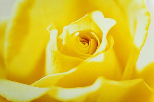 Close-up of a rose flower 9, JPG