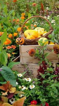 ハロウィン-248 ハロウィン,ジャックオーランタン,かぼちゃの写真素材