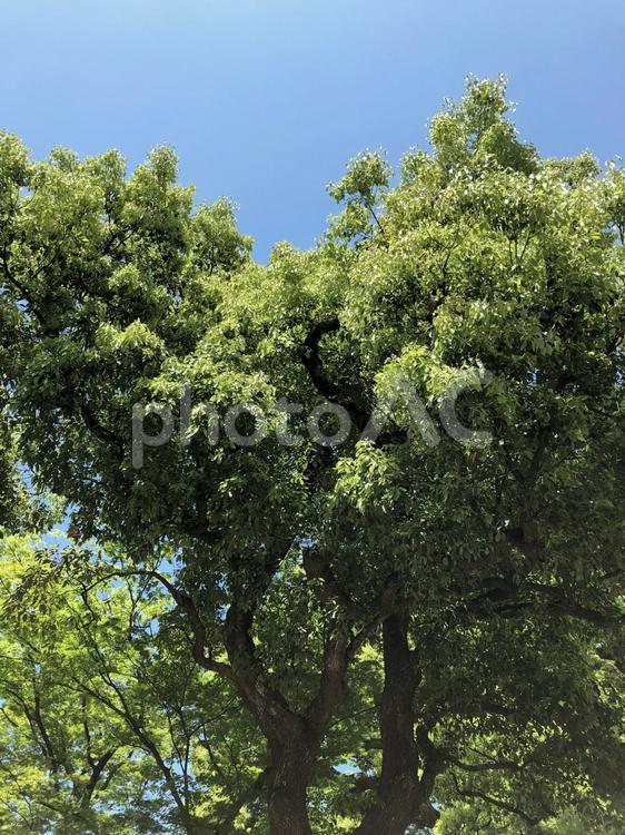 公園の新緑（７） 新緑,公園,木の写真素材