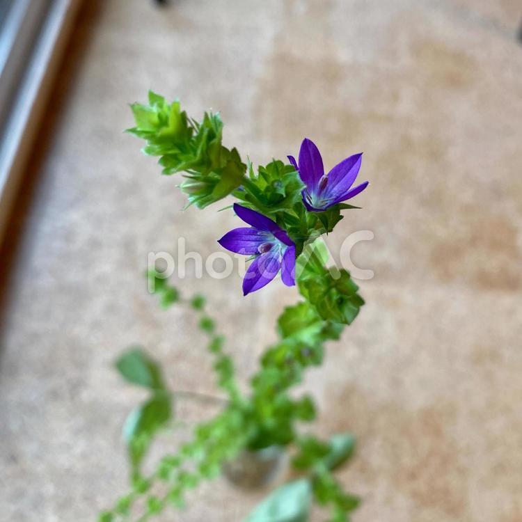 キキョウソウ キキョウソウ,花,青紫の写真素材