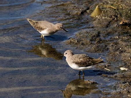 オジロトウネン オジロトウネン,トウネン,鳥の写真素材