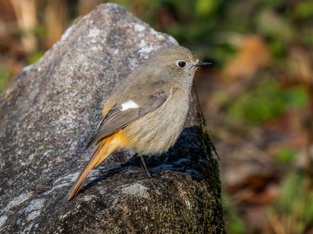 地面を歩くジョウビタキのメス 地面を歩くジョウビタキのメスの写真