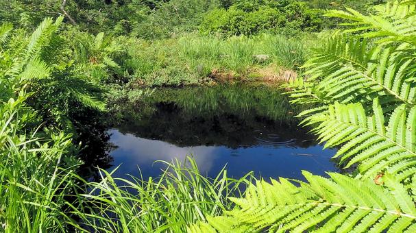 Summer sky and mountains reflected in the swamp at Hakuba Goryu Jizo, JPG