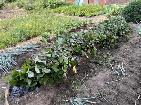 つる返しをしたサツマイモの畑 つる返しをしたサツマイモの畑 サツマイモ,つる返し,畑の写真素材