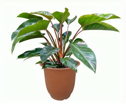 観葉植物の切抜き素材（psd背景透過可） 観葉植物,葉っぱ,切り抜きの写真素材