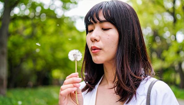 タンポポの綿毛を吹く日本人の女の子 タンポポの綿毛を吹く日本人の女の子の写真