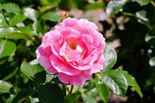 薔薇 なかの小町 薔薇 なかの小町 薔薇,なかの小町,ピンクの写真素材