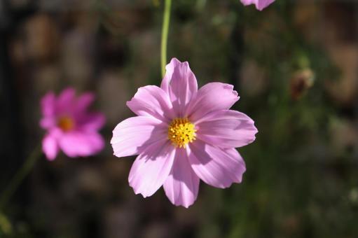 コスモスの写真